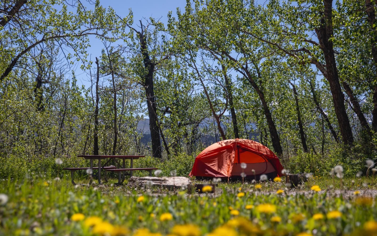 Small orange dome tent pitched in a wooded clearing beside a picnic table, dandelions in the foreground