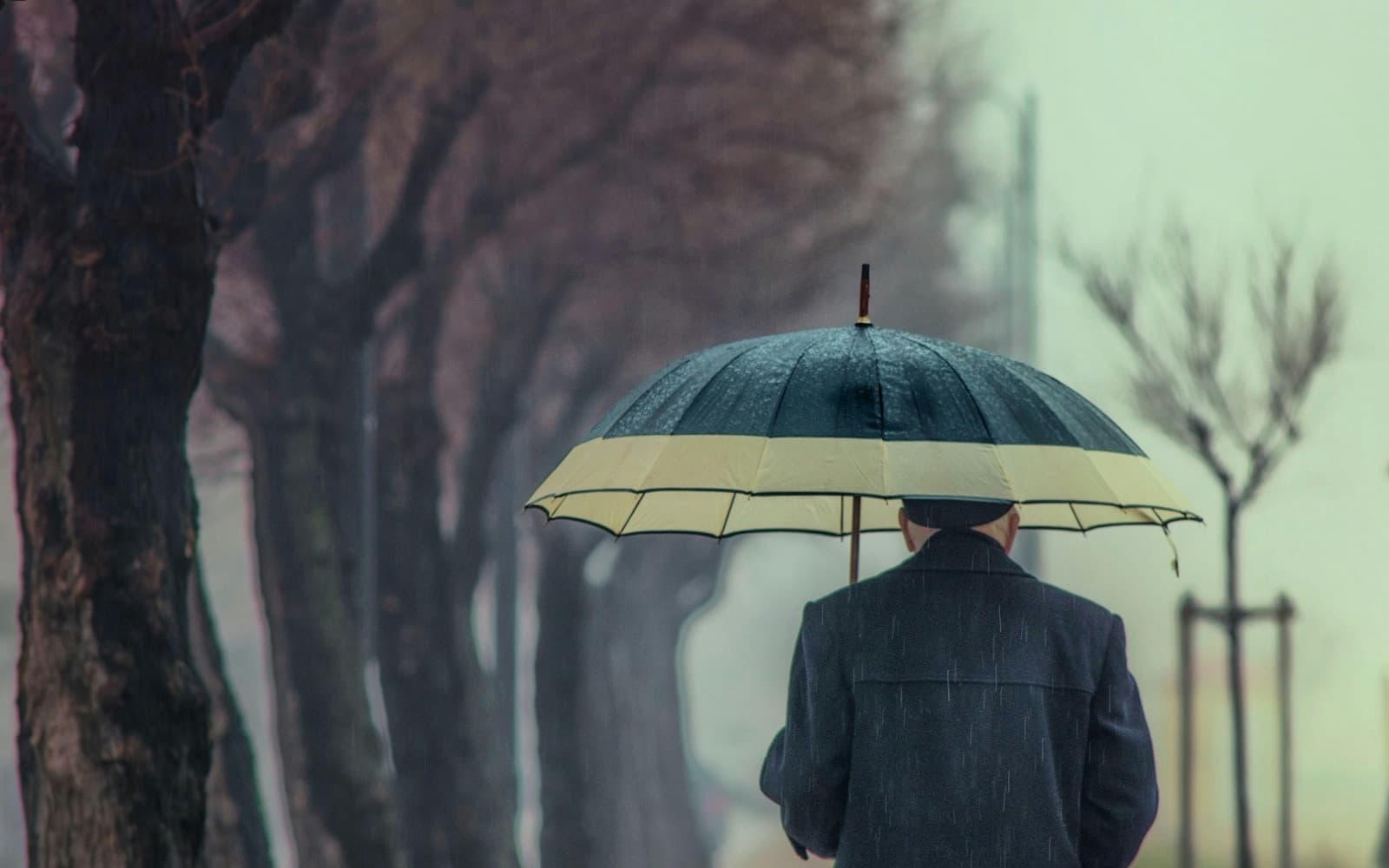 A person seen from behind under a navy and cream umbrella, walking a misty tree-lined path in falling rain